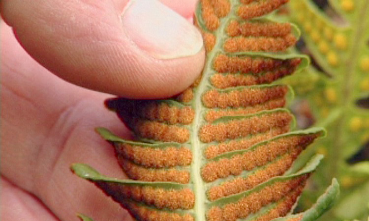 La reproduction d'une fougère - le Polypode - 4mn 58s